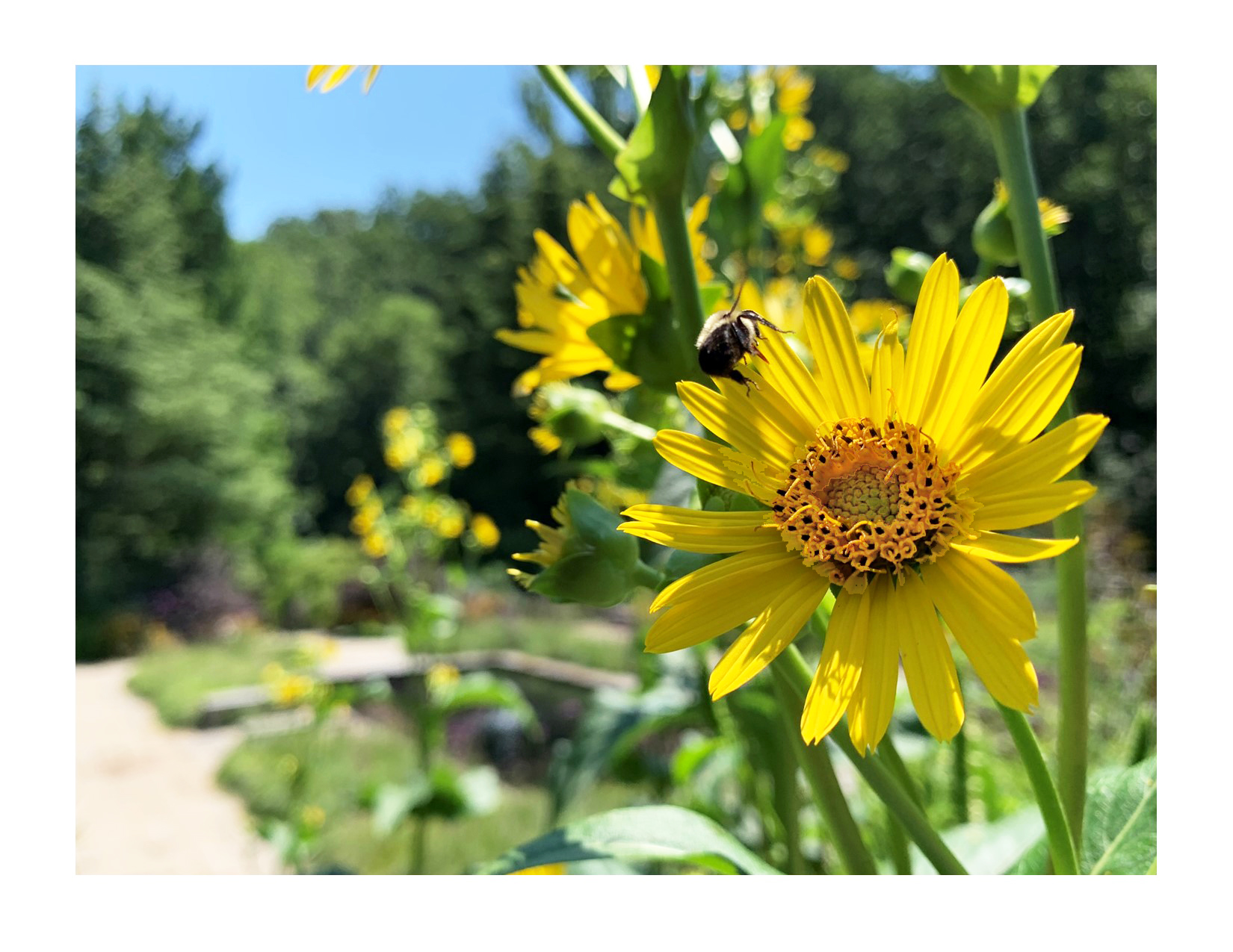 Yellow false sunflower with a bee on it and the Brookside Gardens' Fragrance Garden in the background