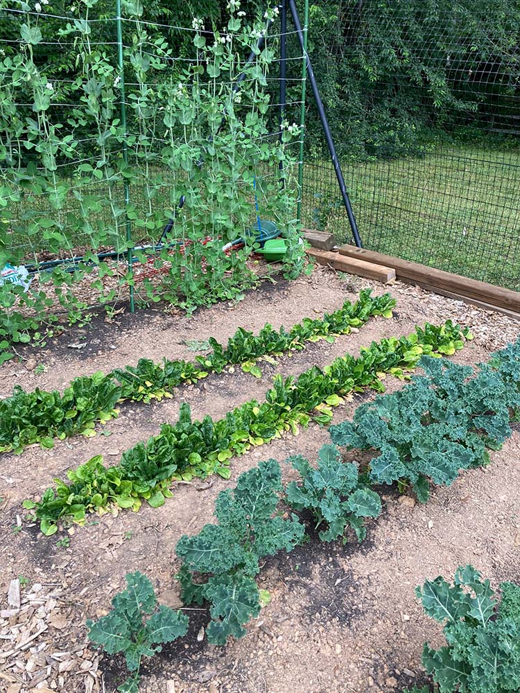 brink road community garden.  rows of lettuce.