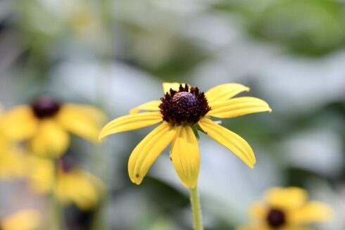 close up of black-eyed Susan flower.