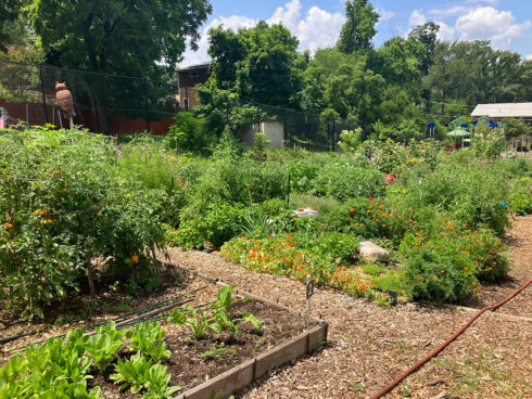 Sligo Mill Overlook Community Garden.