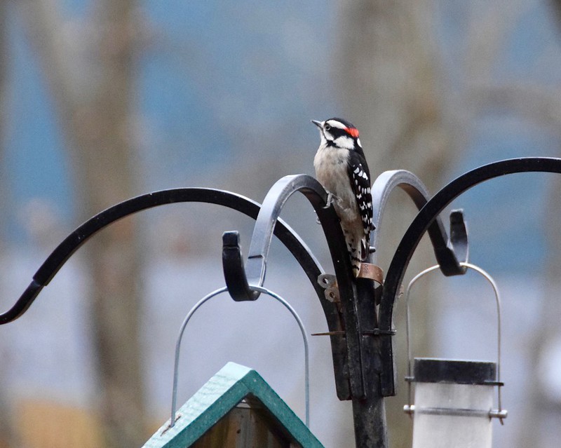 Woodpecker standing a bird feeder.