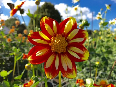 Fall gardening with sunflowers. 