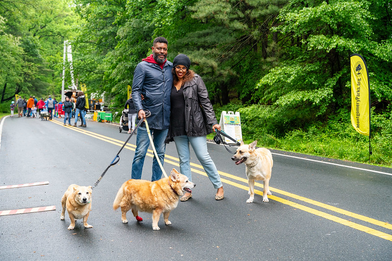 Couple with 3 tan dogs on leashes