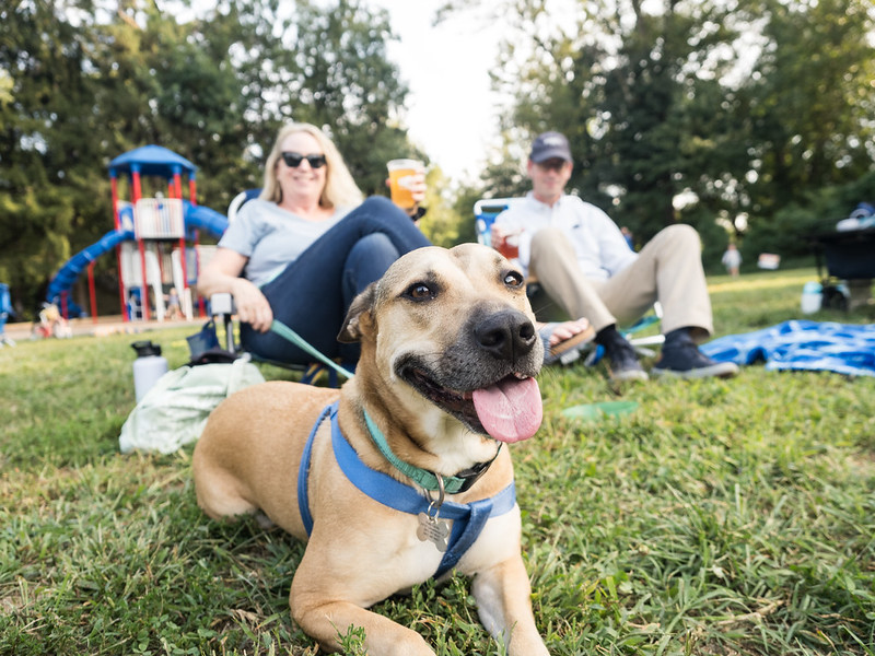 Tan dog with tongue out. Couple holding leash sits behind the dog, out of focus, holding beers, and smiling.