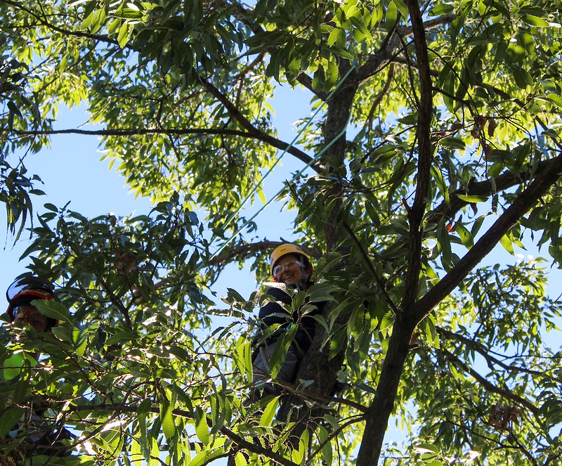 Attendee smiling, looking down, high up in a tree