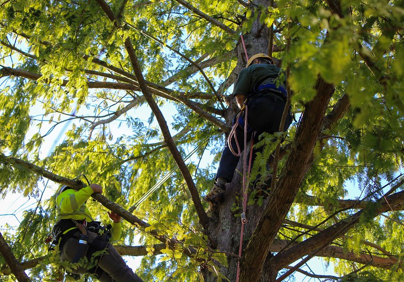 Attendee climbs up high in large tree with instructor close behind