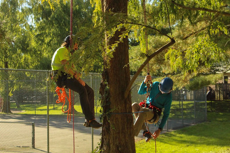 Attendee begins their climb with tree crew leader