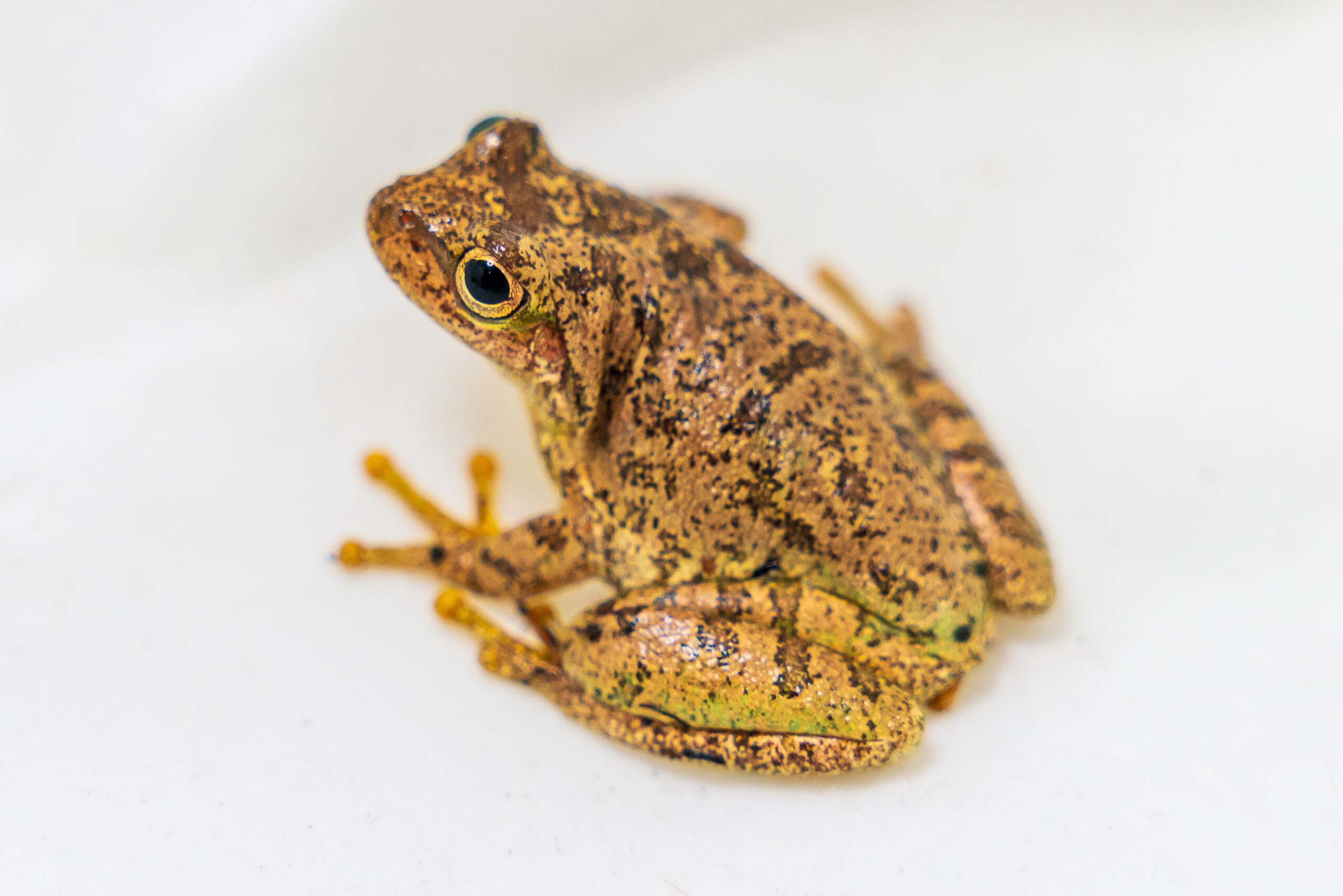 A small frog sits in place.