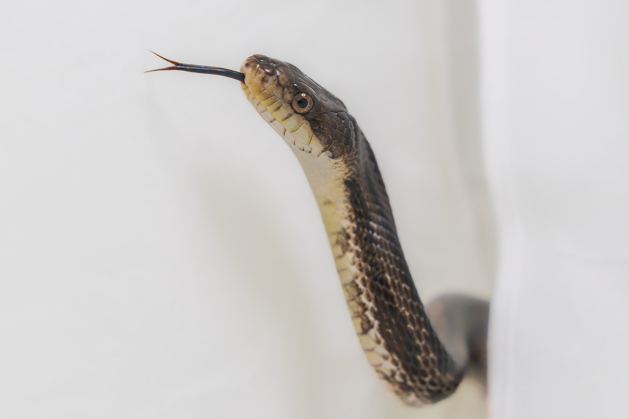 An eastern ratsnake sticks out its tongue.