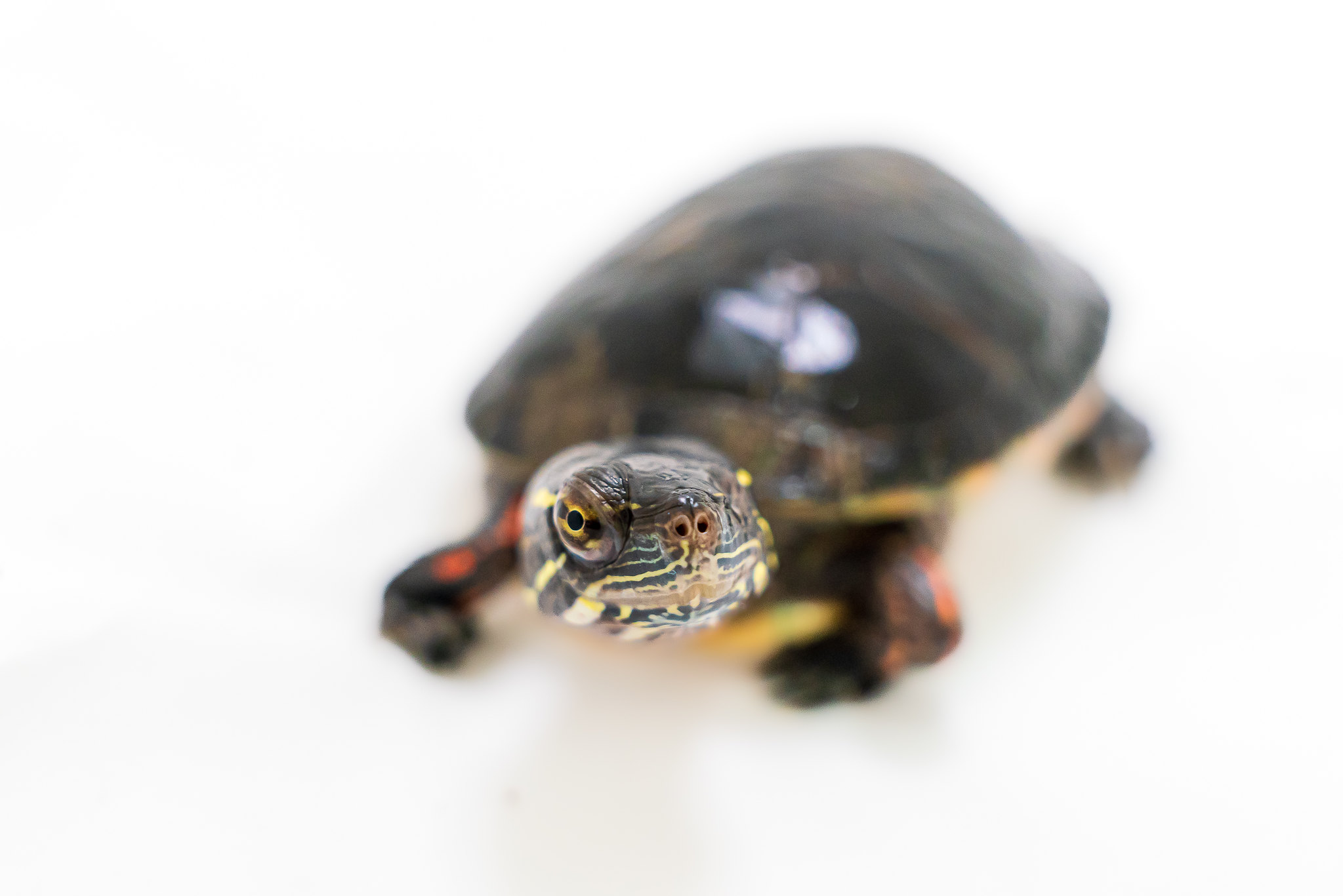 A painted turtle looks at the camera.