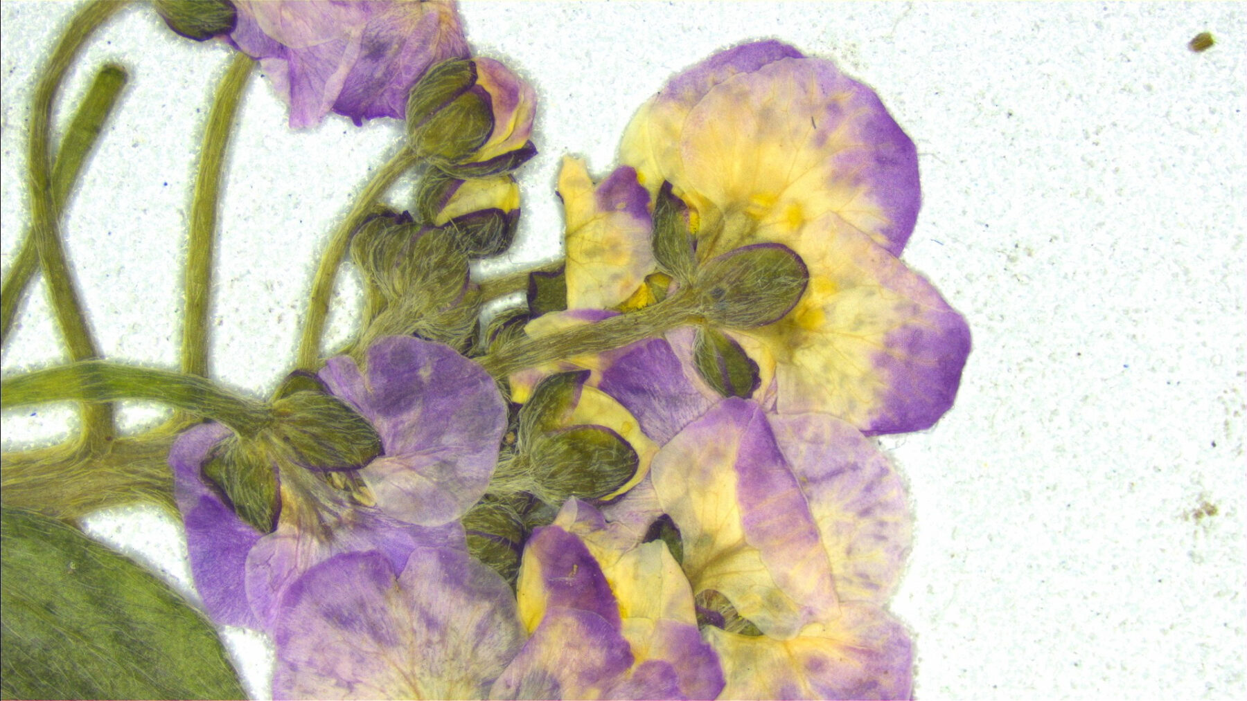 Purple pressed flowers on a grainy white background.