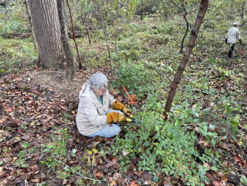 Weed Warrior cuts bush