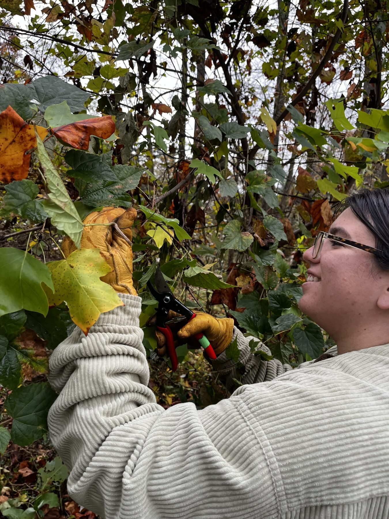 young volunteer cuts a vine with a smile