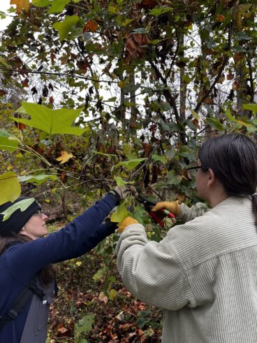 Weed Warrior teamwork cutting a vine