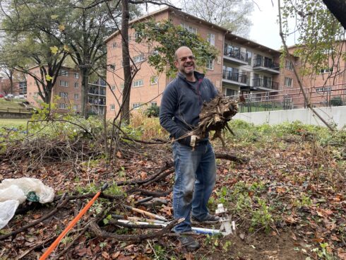 volunteer holding a huge root