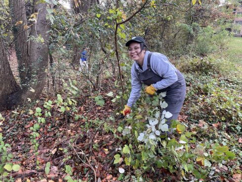 Weed Warrior pulls wineberry