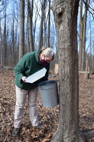 A woman demonstrates how to tap a maple tree.