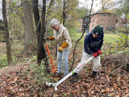 Volunteers pull out bush honeysuckle by the root