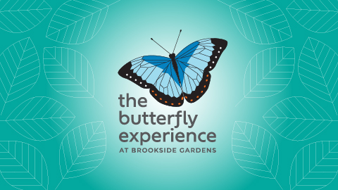 The Butterfly Experience graphic