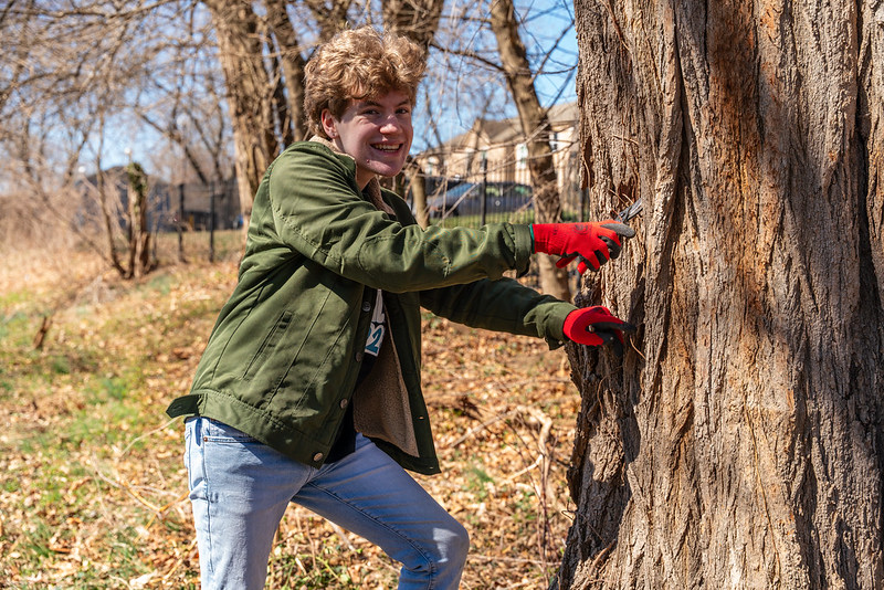 Volunteer cuts a vine off tree