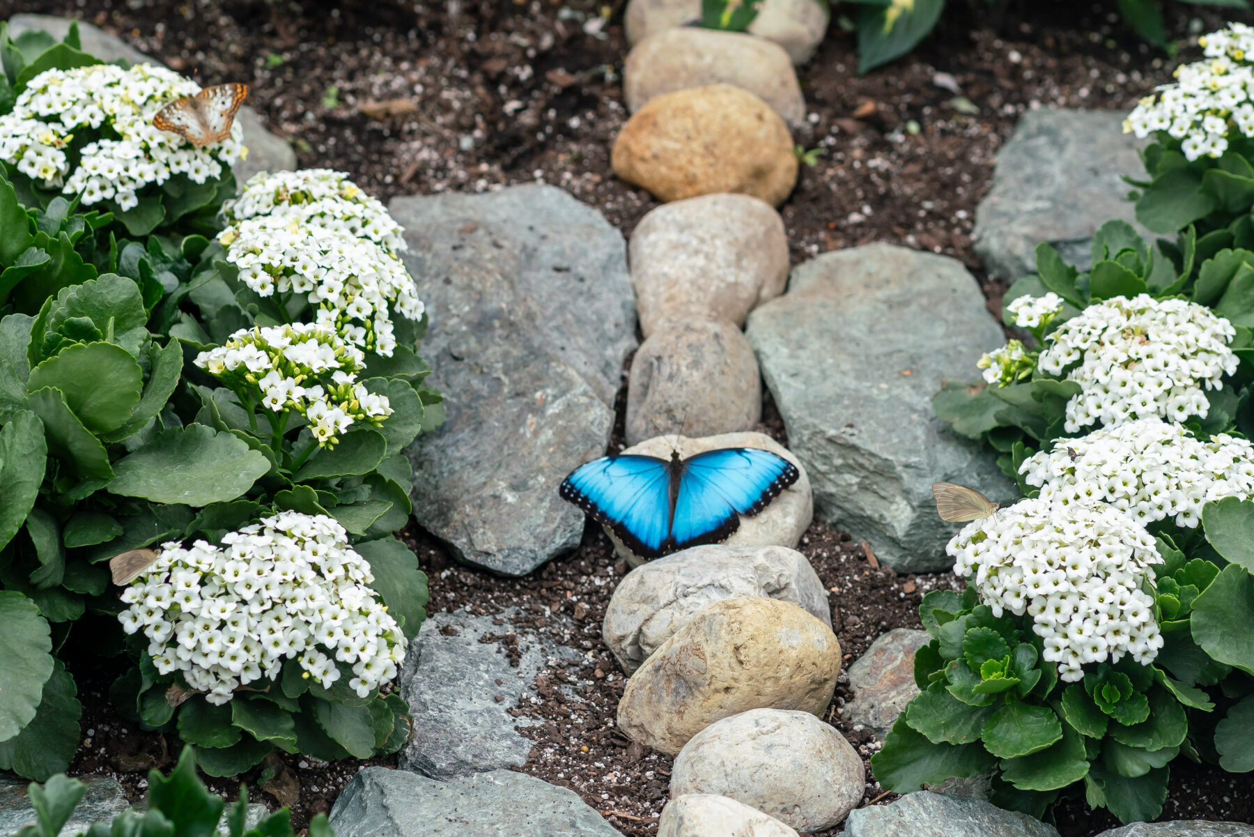 Butterflies on stones and plants in brookside gardens conservatory