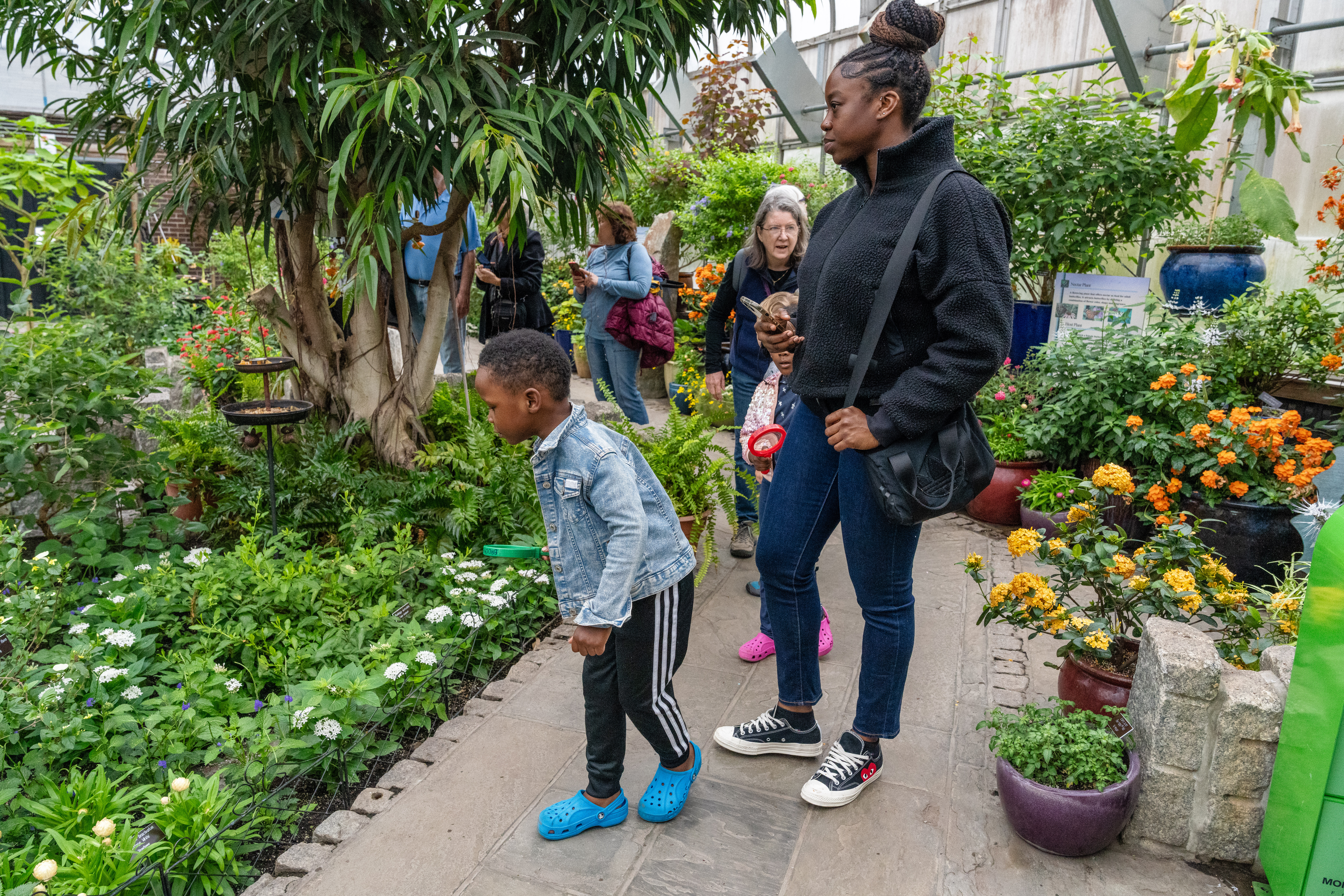 Families looking at butterflies and plants in conservatory 