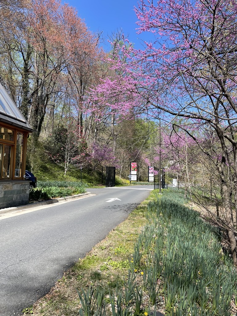 A driveway surrounded by purple trees