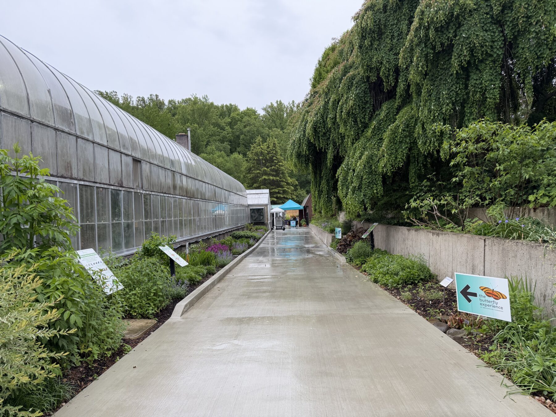 Sidewalk path on the right of the conservatory that leads to the butterfly exhibit