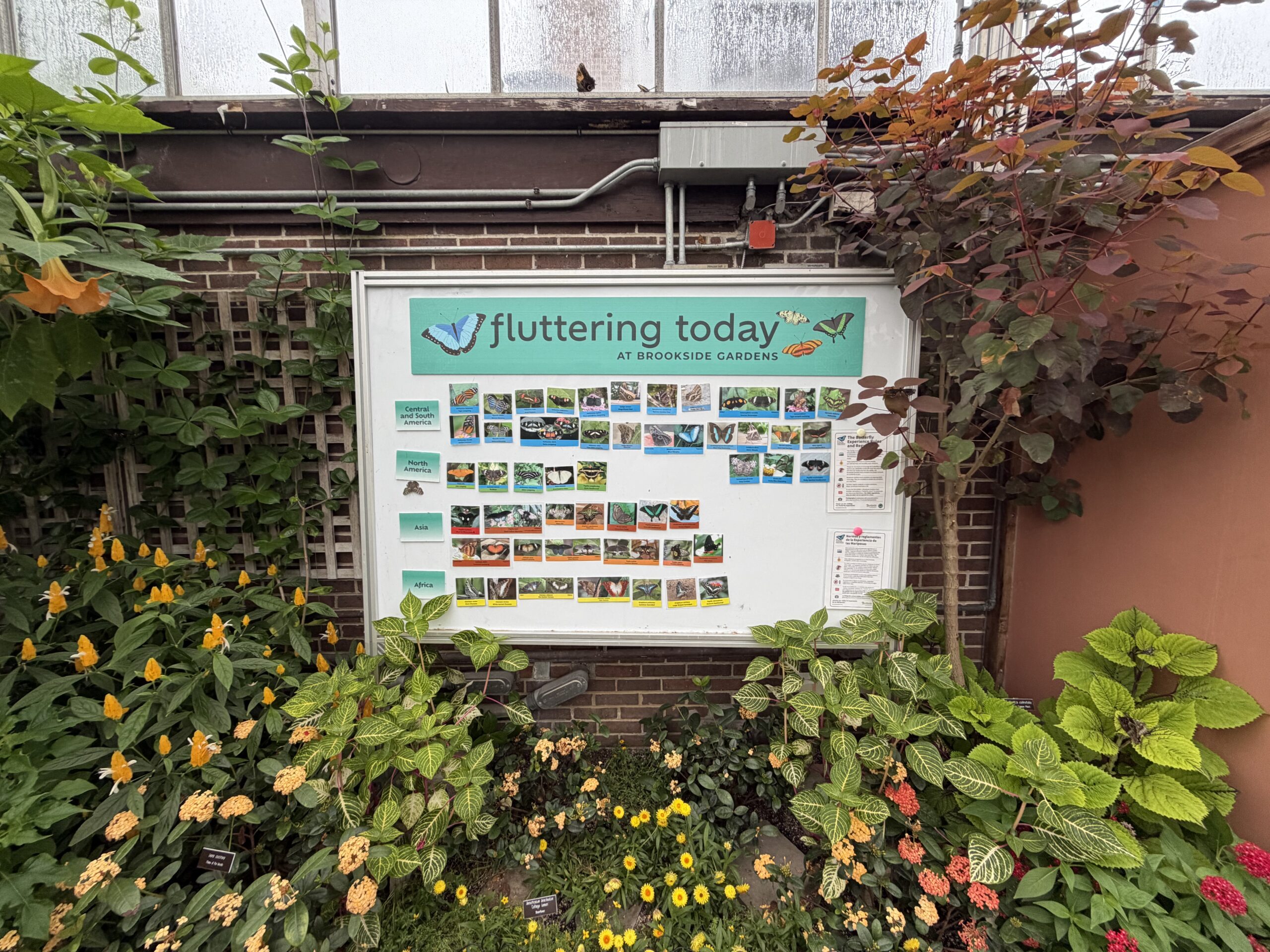 White board in conservatory display the butterflies currently in the butterfly experience