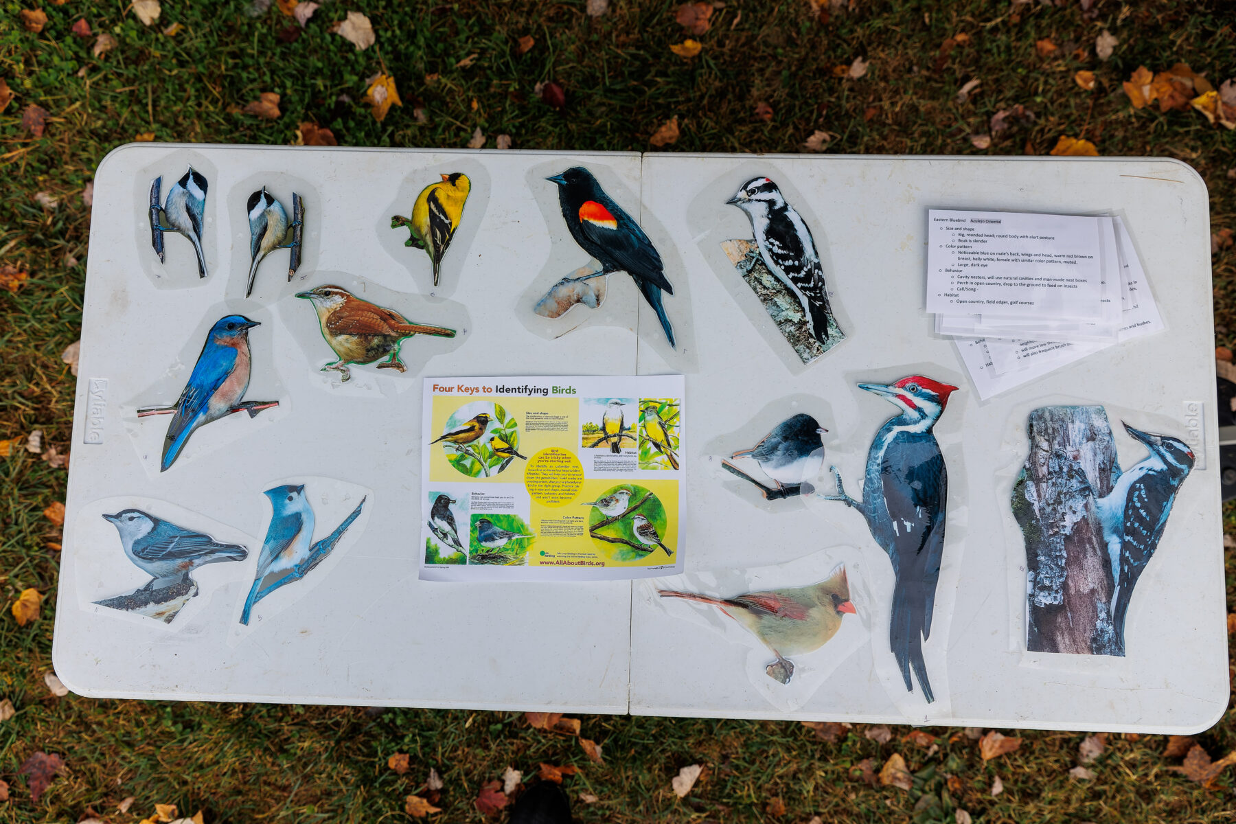 Large, printed color bird images displayed on a table.