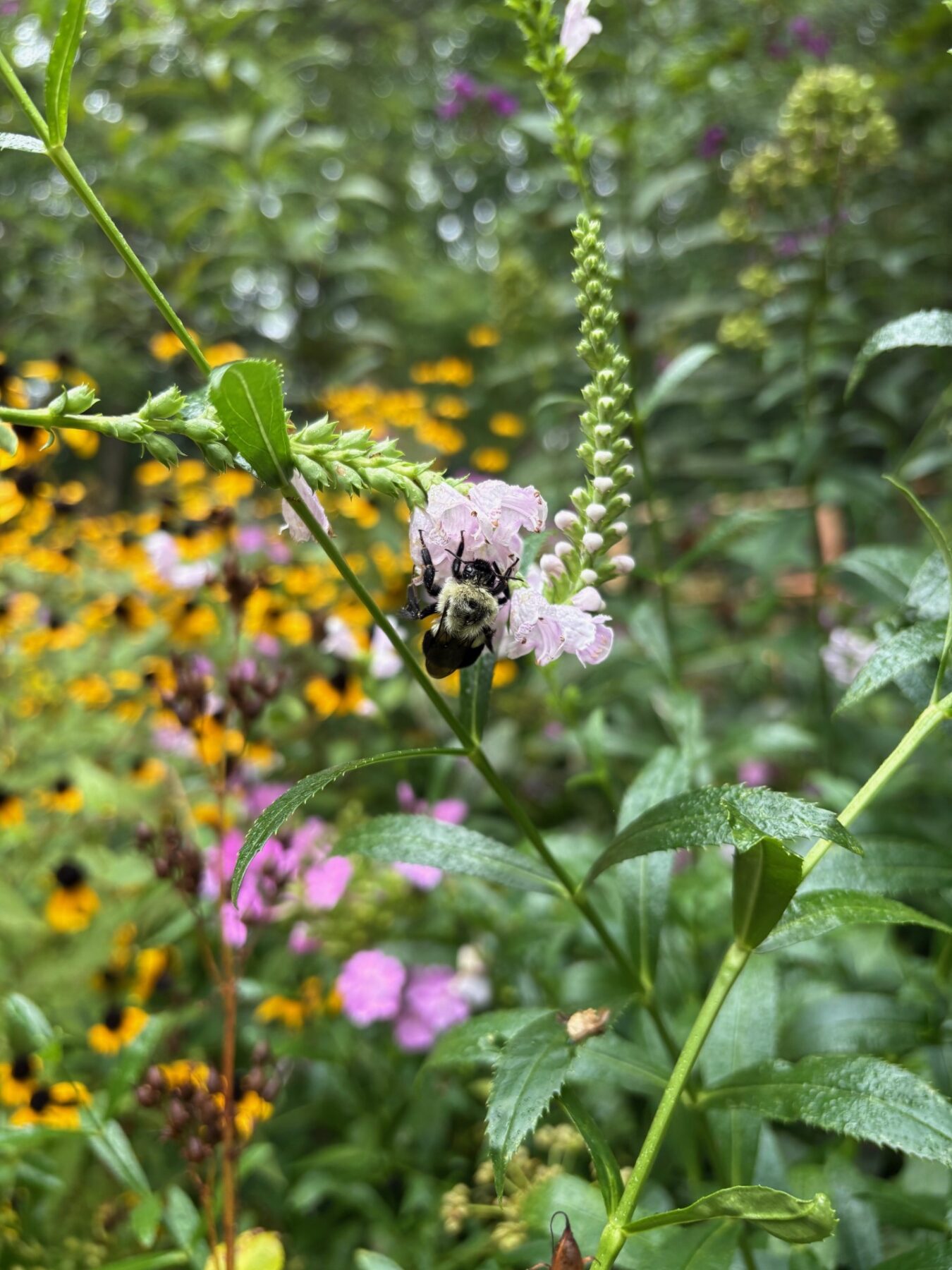 A yellow and black bumble bee is resting on a pink flower. There are green leaves and yellow blury flowers in the background.