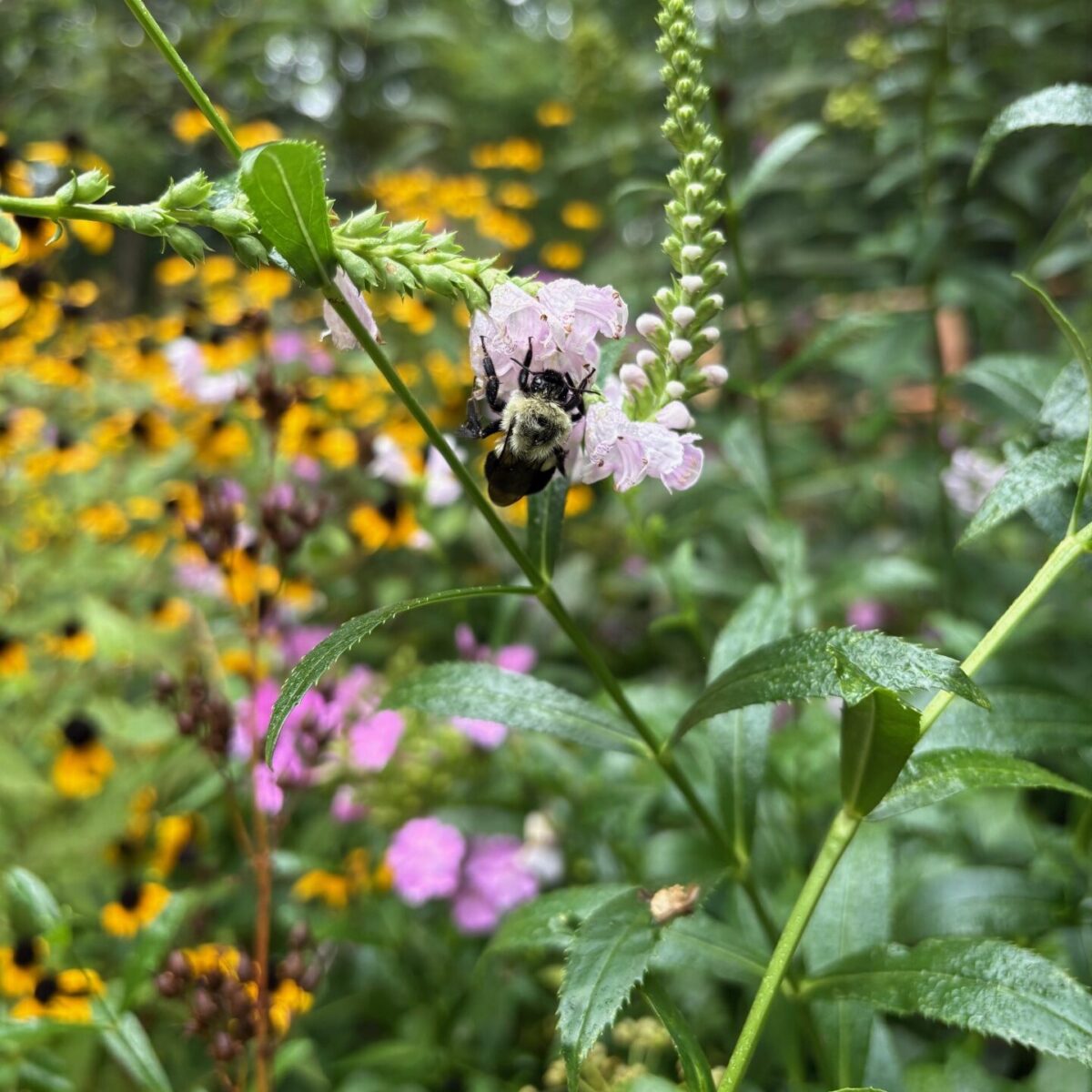 A yellow and black bumble bee is resting on a pink flower. There are green leaves and yellow blury flowers in the background.