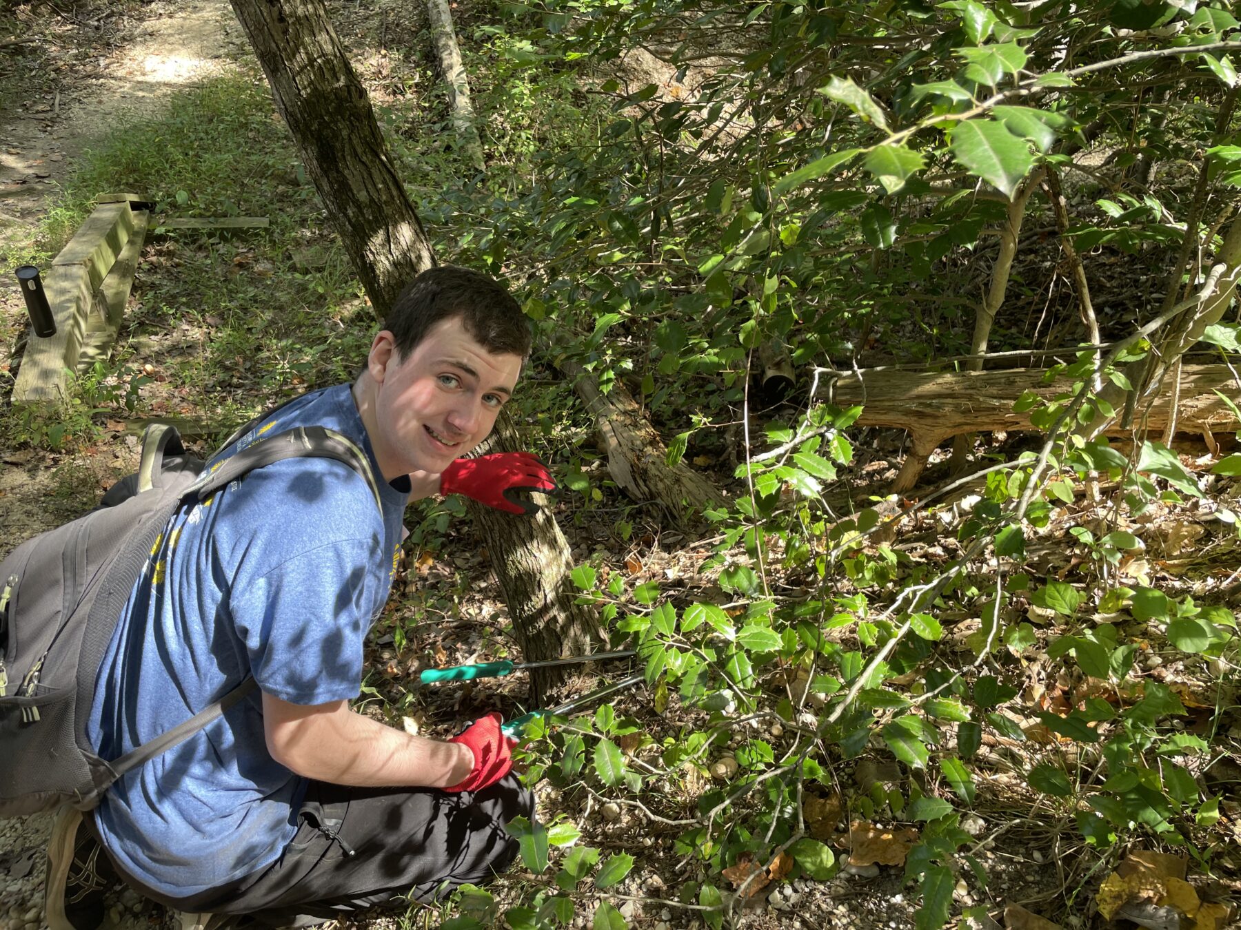 volunteer saves a holly from vines