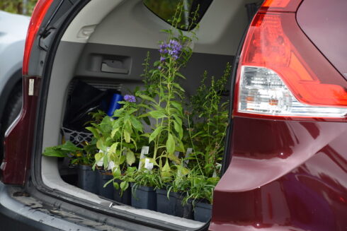 Plants in car cargo area.