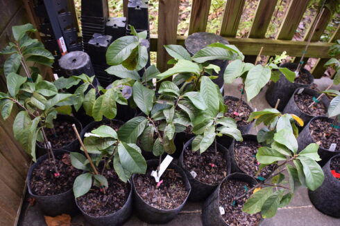 Potted shrub plants against wooden fence.