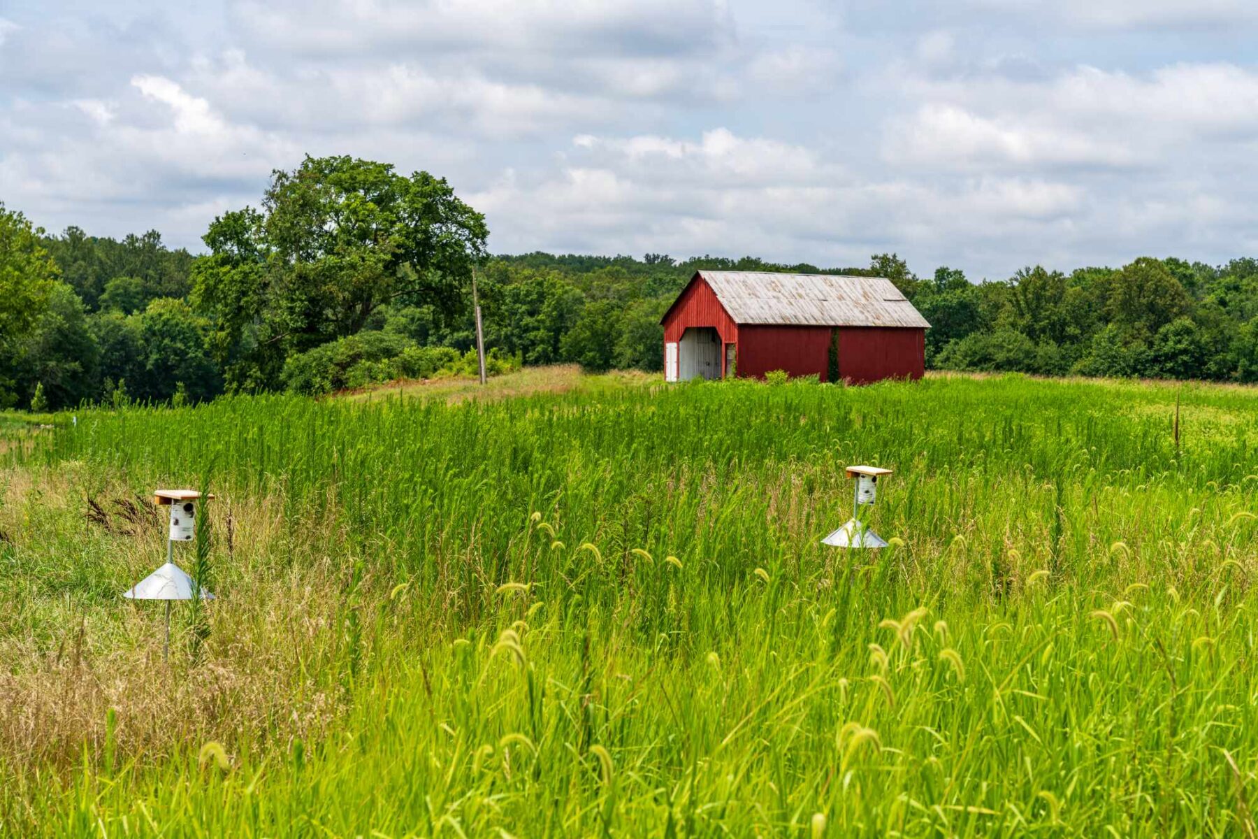 A red barn in a meadow at Royce Hanson Conservation Park