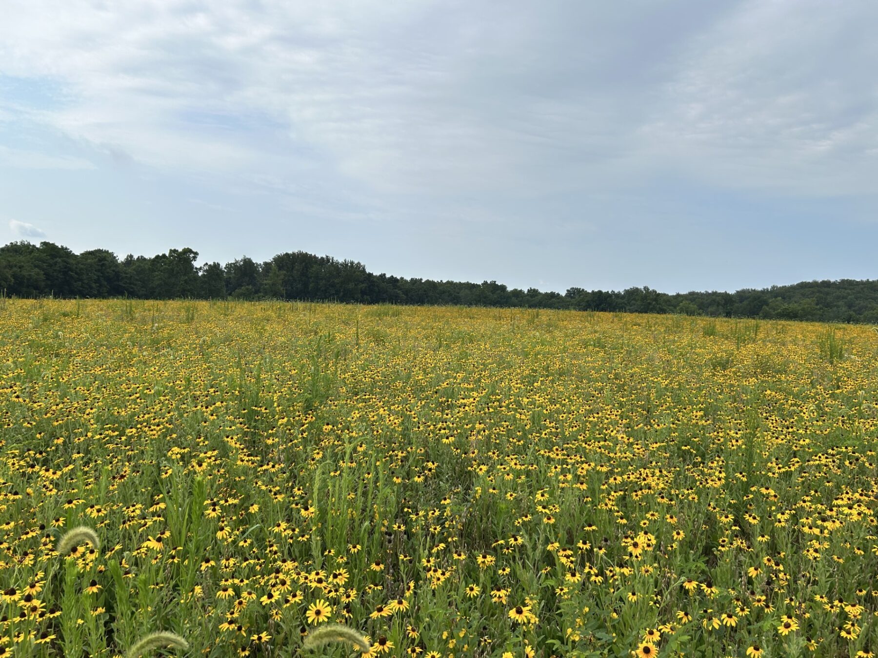 sunny meadow with black eyed susans at Royce Hanson Conservation Park.