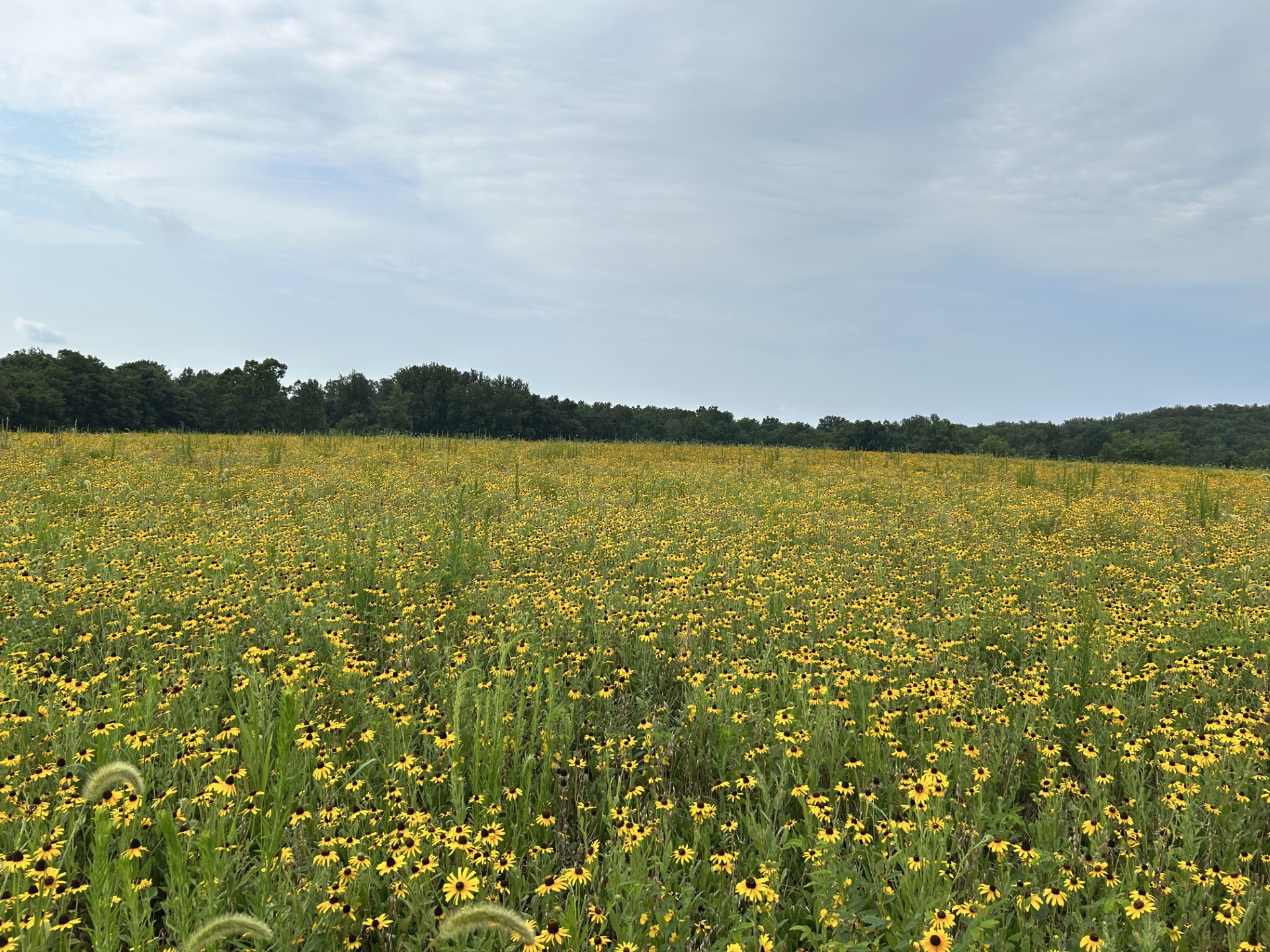sunny meadow with black eyed susans at Royce Hanson Conservation Park.