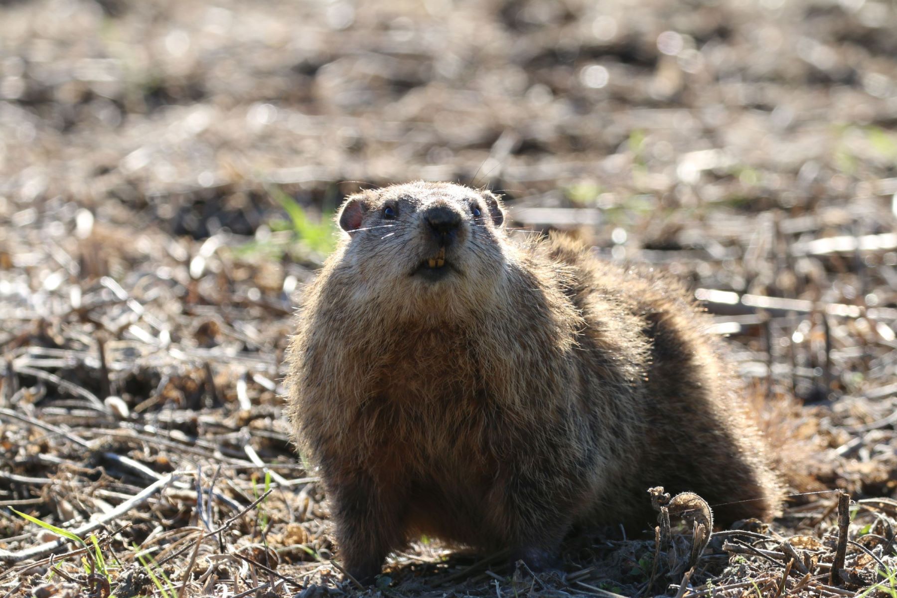 Groundhog standing in a field.