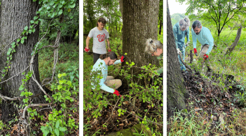 Before and after photos of Weed Warrior Volunteers removing large vines from trees
