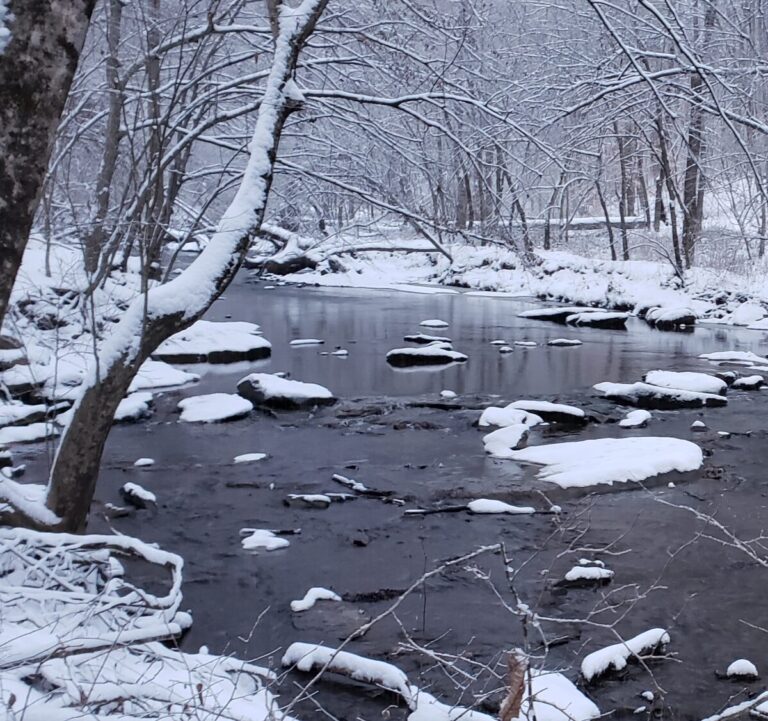 A slow moving creek with water that look brown or black because the sun isn't out. The forest on either side of the creek and the ground are all covered with snow. The rocks the break the surface of the creek are also covered with snow.