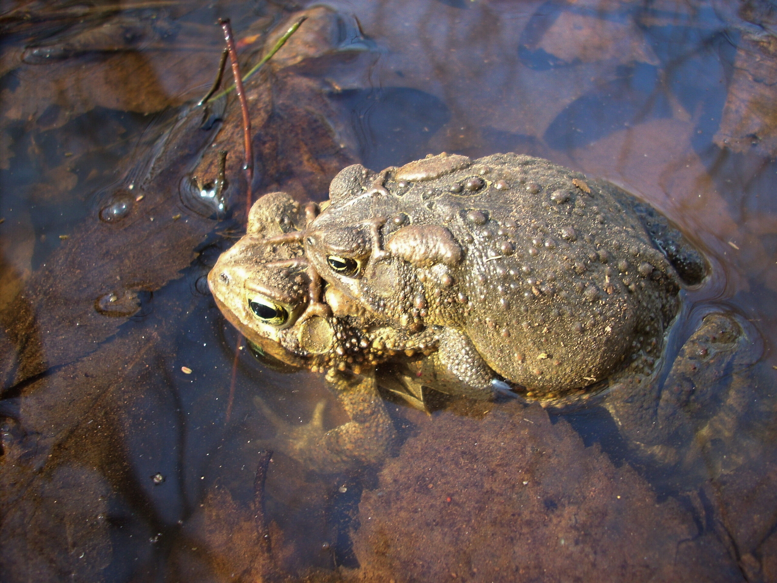 American toad