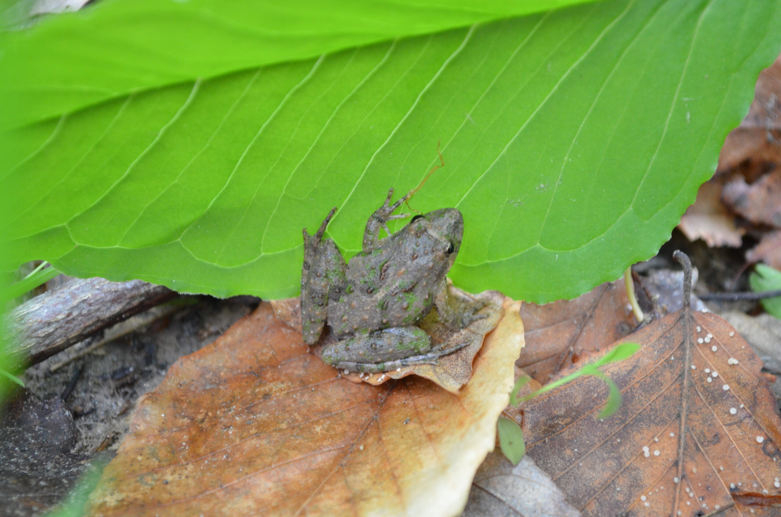 Eastern Cricket Frog