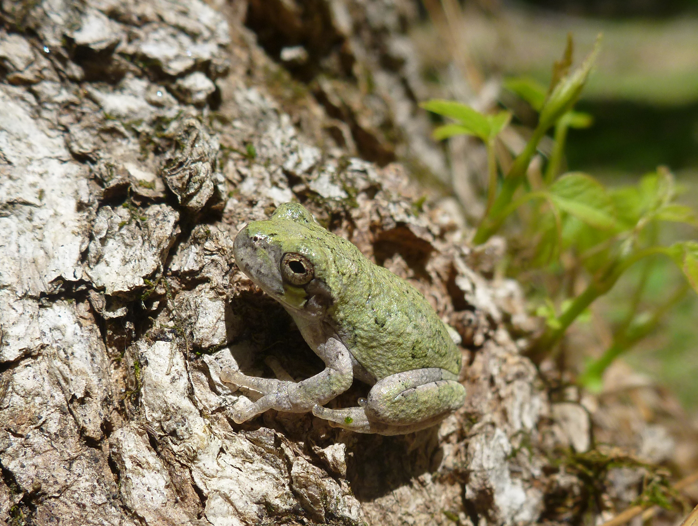 Gray treefrog