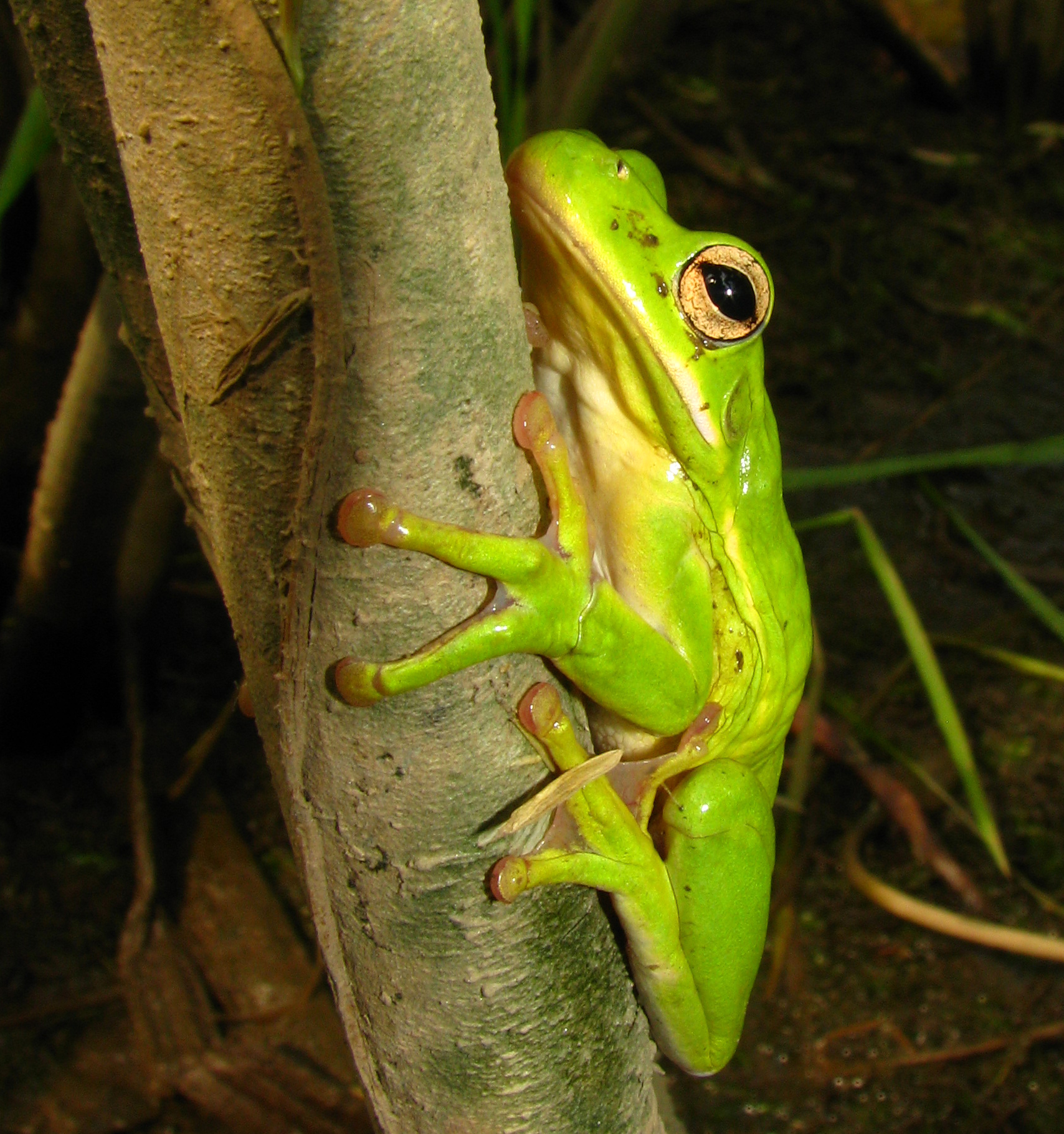Green treefrog
