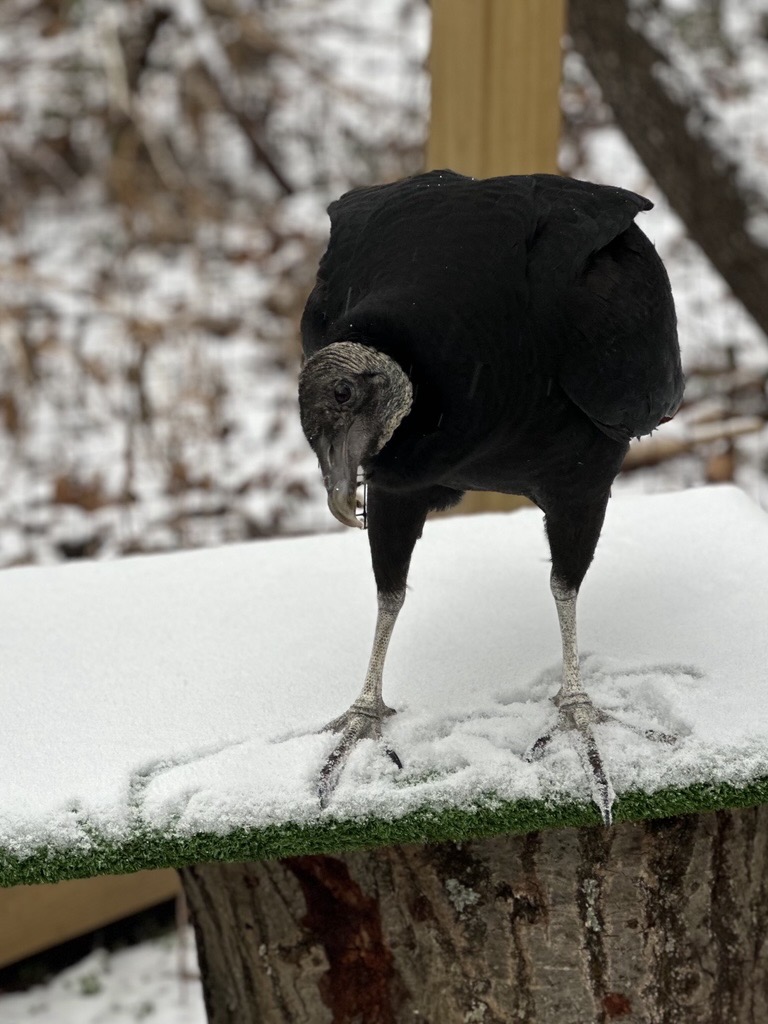 A black vulture is standing on a snow covered platform. The feathers of the bird are all black and the featherless head and feet are a dark grey. The head of the bird is tilted to the side, almost with a look of curiosity.