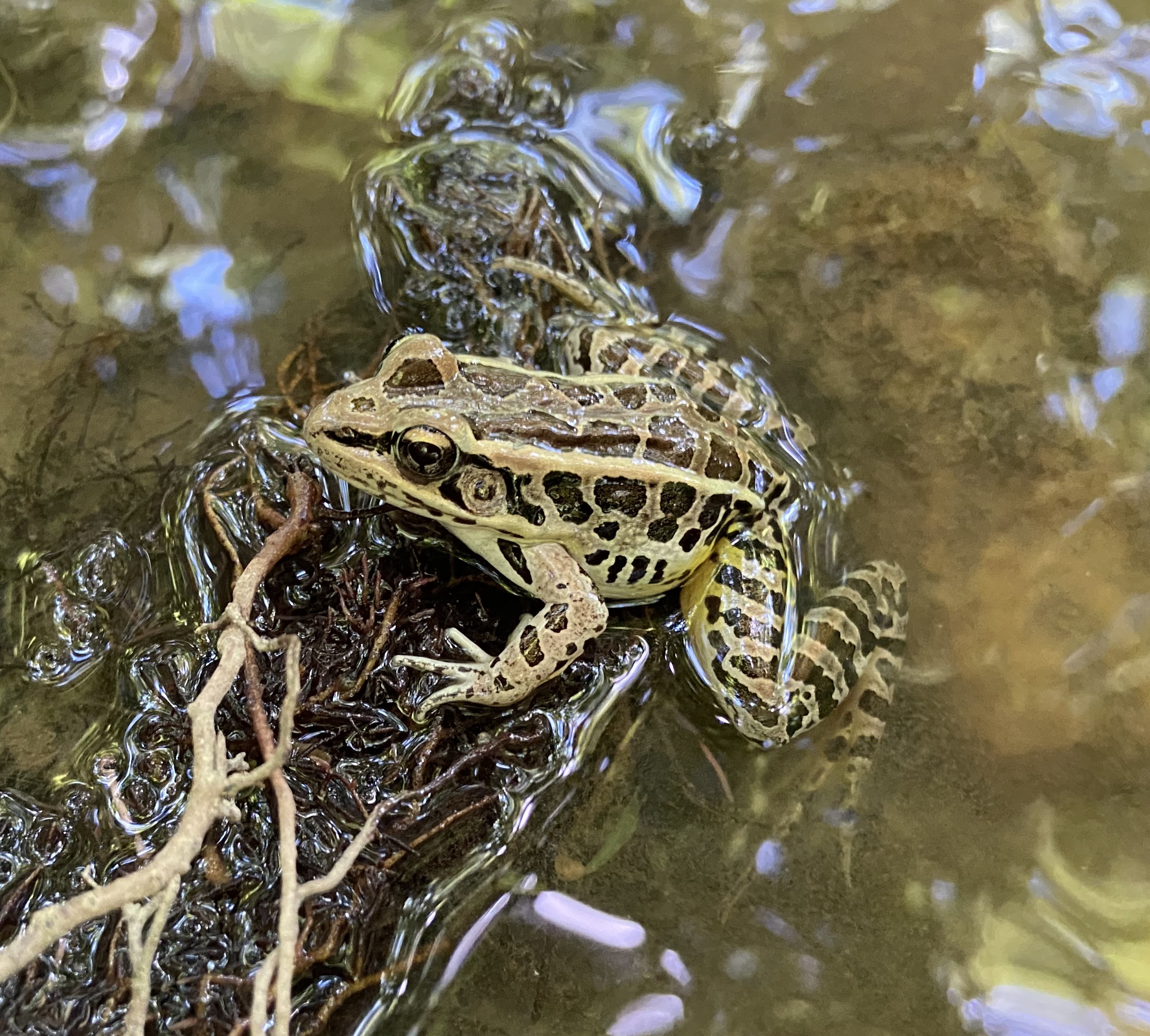 Pickerel Frog