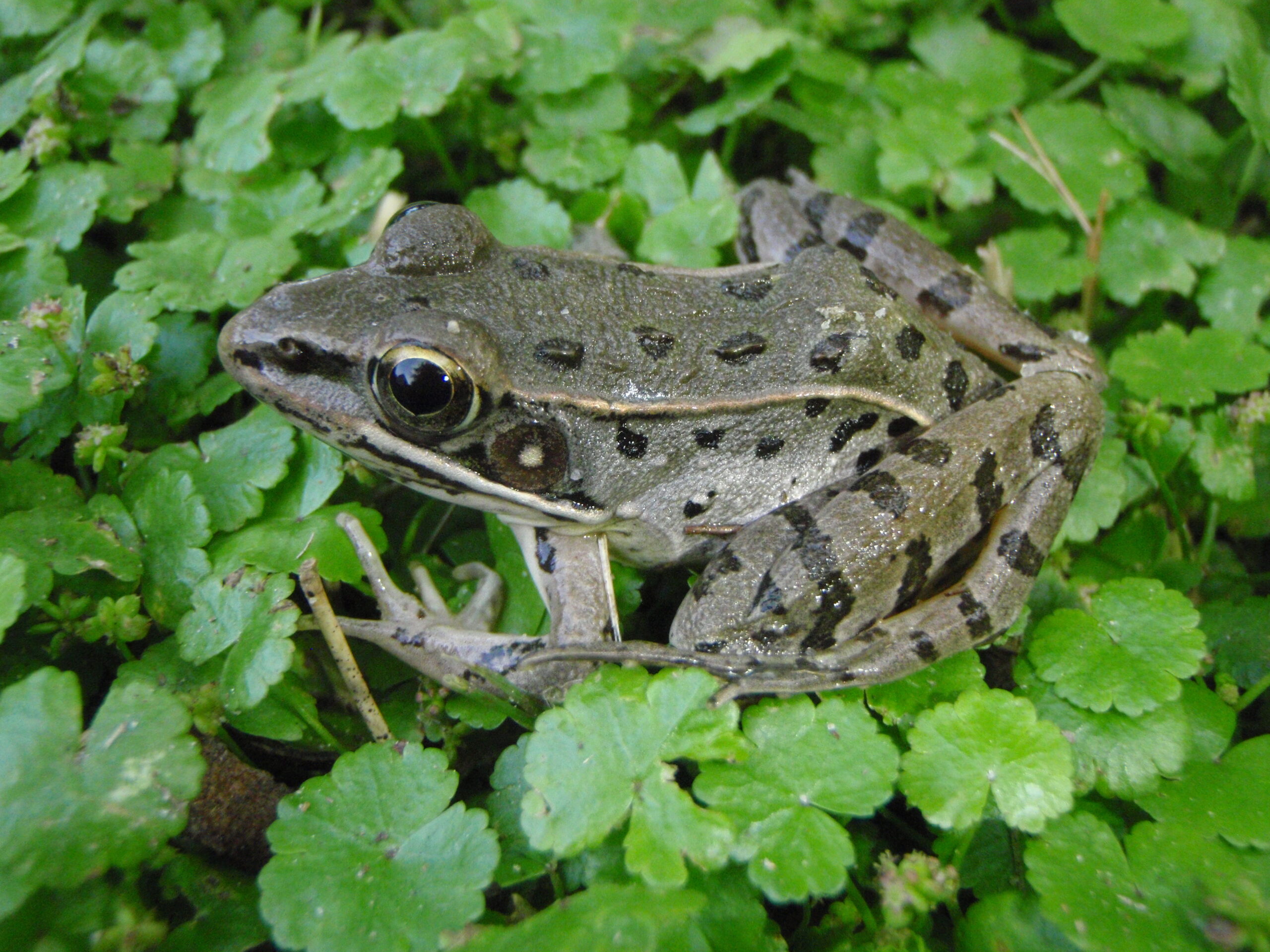 Southern Leopard Frog