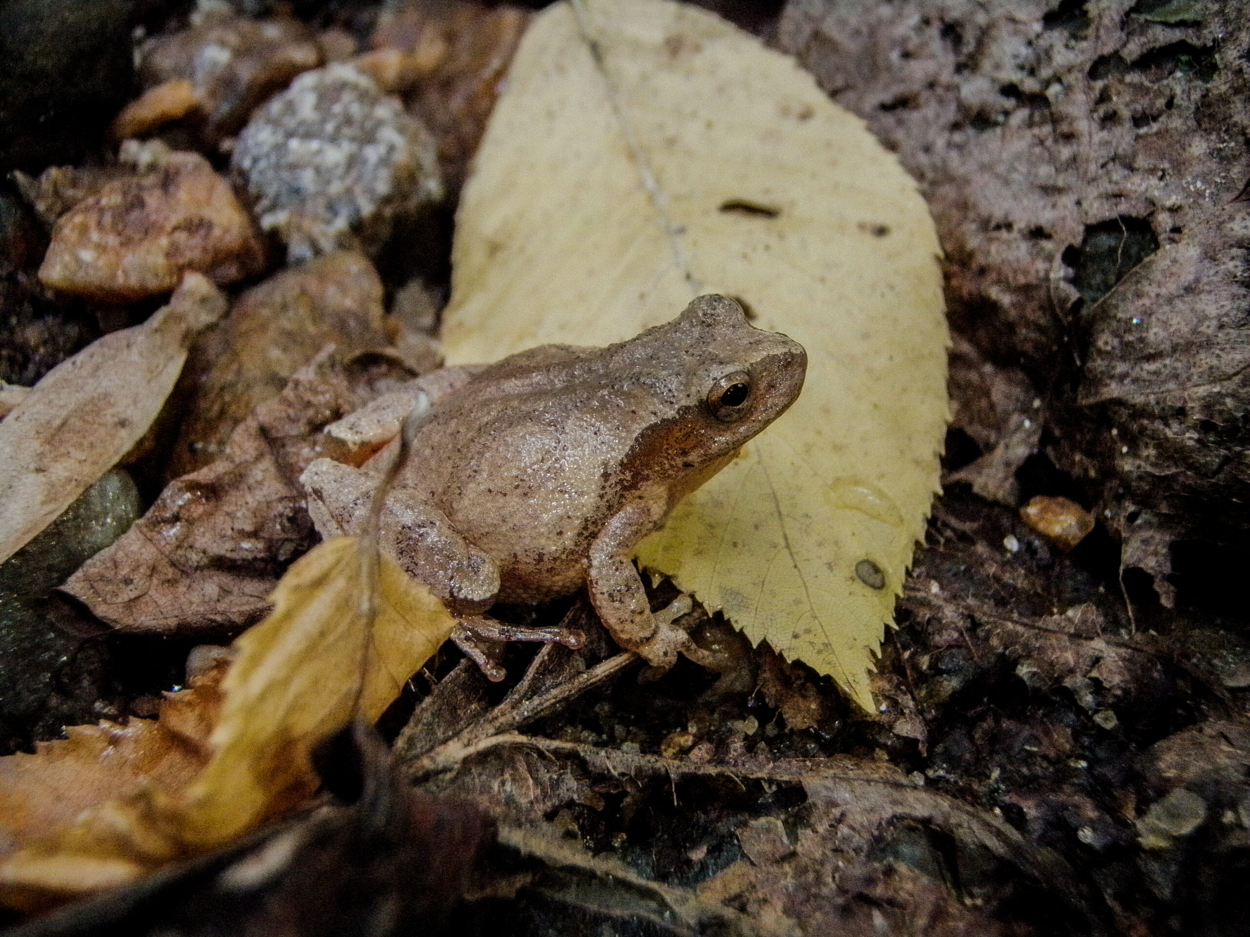 Spring Peeper Frog