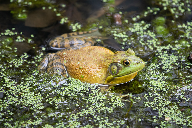 American bullfrog